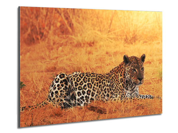 Leopard Waiting Metal Print
