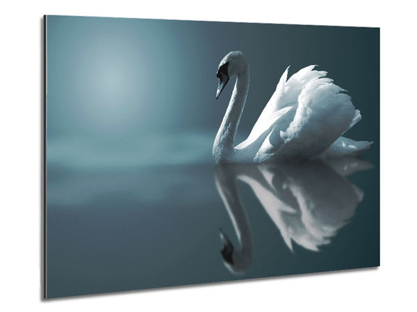 Swan Reflections Metal Print