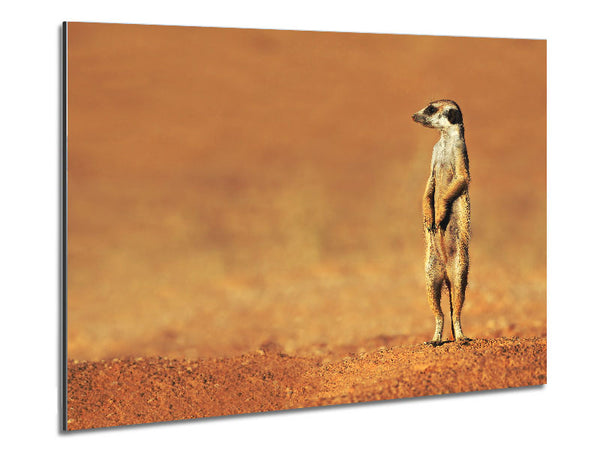 Meerkat Lost Metal Print