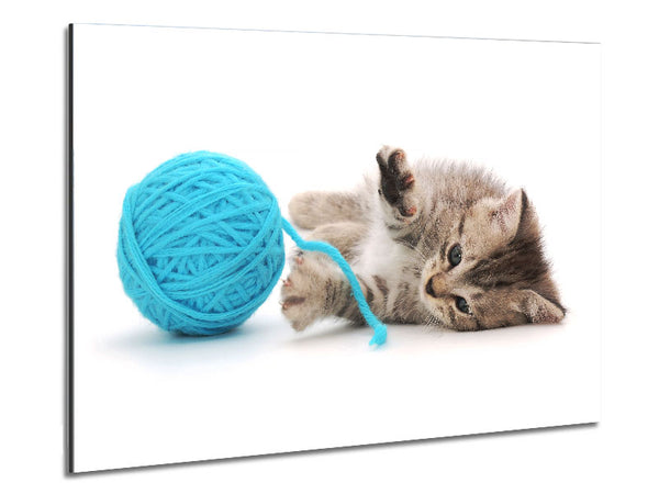 Kitten Cat Fun Metal Print