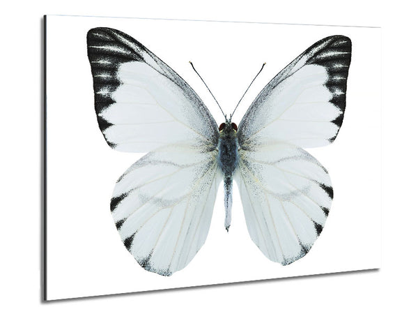 Schmetterlingsflügel mit schwarzer Spitze