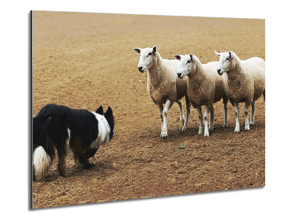 Sheepdog Roundup Metal Print
