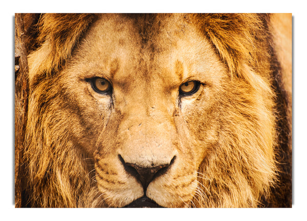 Angry Lion Face