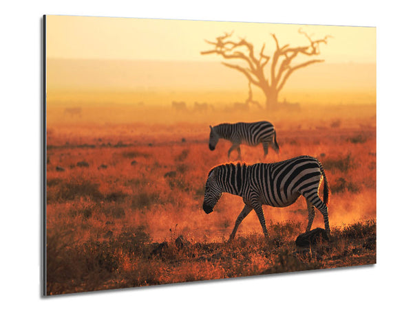 Sunset Zebra Metal Print