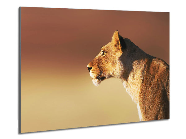 Lioness Wonder Metal Print