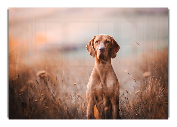 Hundegehorsam