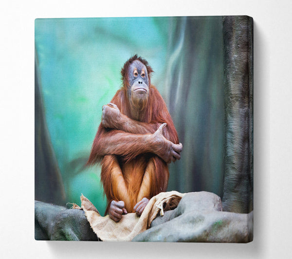 A Square Canvas Print Showing Orangutan Forest Square Wall Art