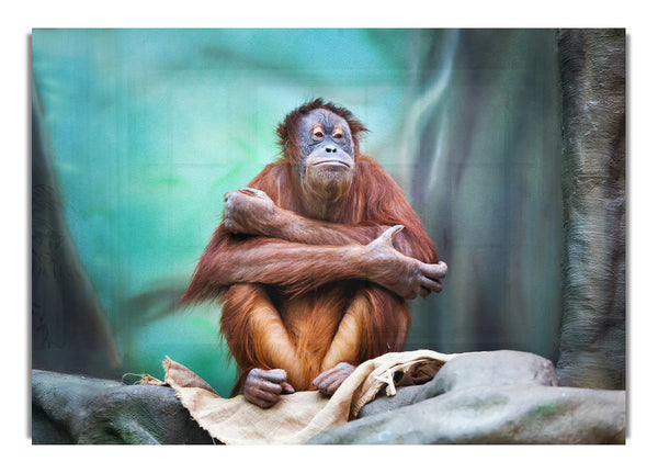 Orang-Utan-Wald