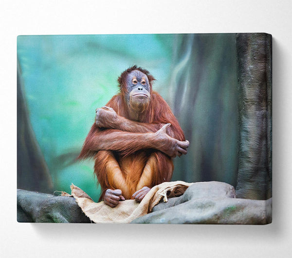  A Canvas Print of Orangutan Forest Canvas Print