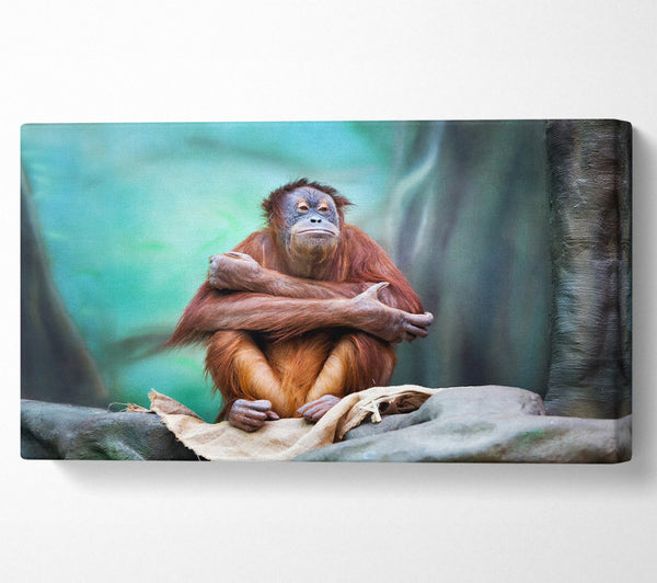 Orang-Utan-Wald
