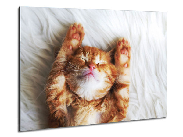Katzenschläfchen