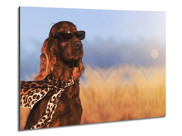 Glamorous Irish Setter Dog Metal Print