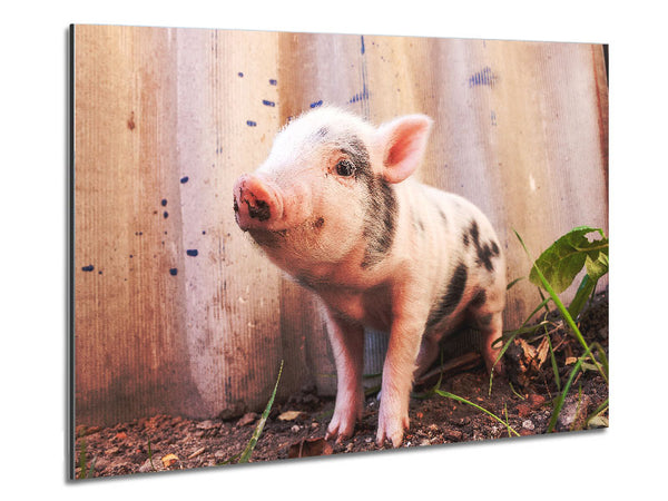 Micro Pig Metal Print