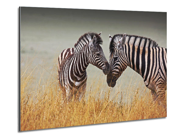 Mother and Baby Zebra Metal Print