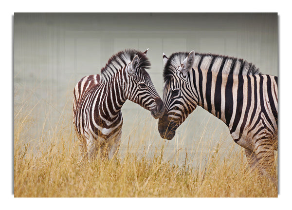 Mutter und Baby Zebra