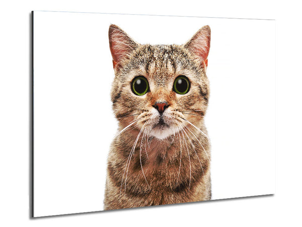 Neugierige Katze