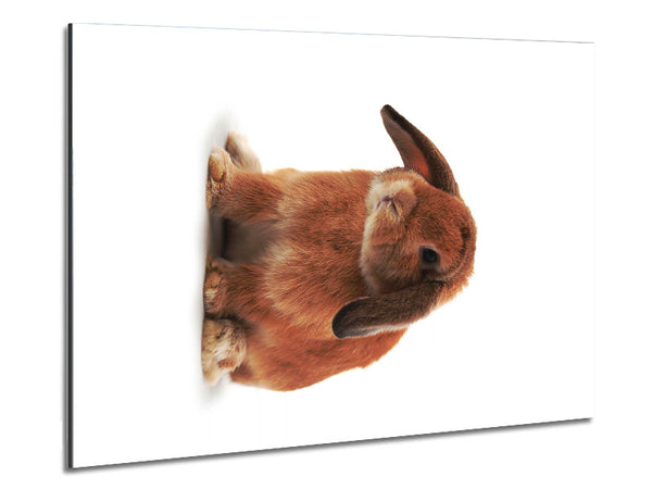 Hase mit traurigen Ohren