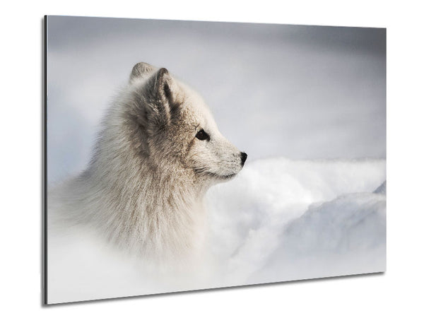 Snow Wonder Fox Metal Print