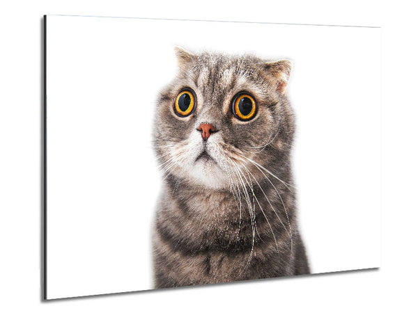 Katzenschock