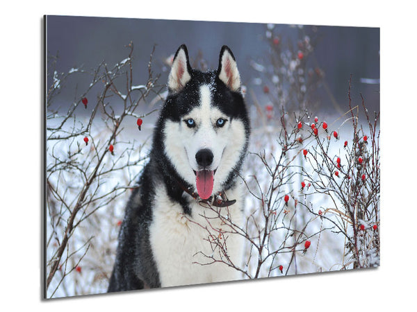 Husky Dog In The Winter Metal Print