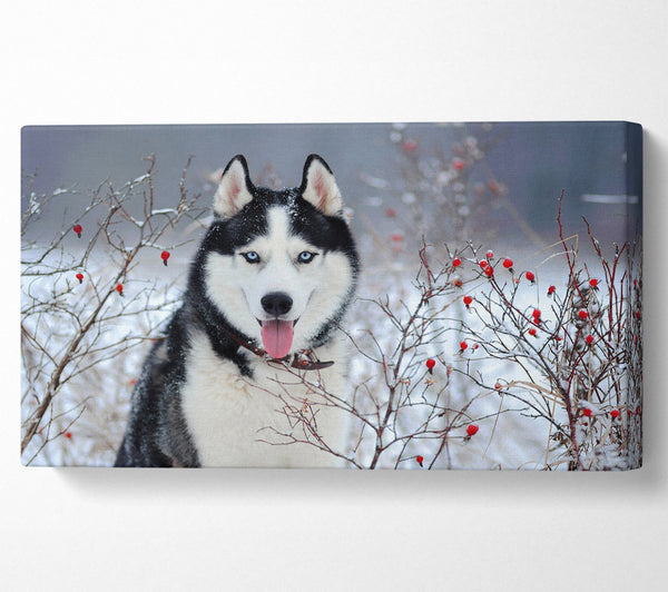 Husky-Hund im Winter