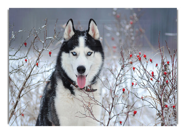 Husky-Hund im Winter