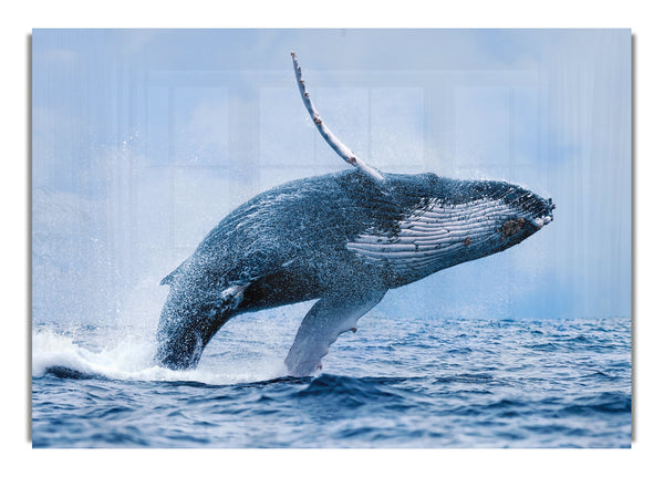 Whale Jump