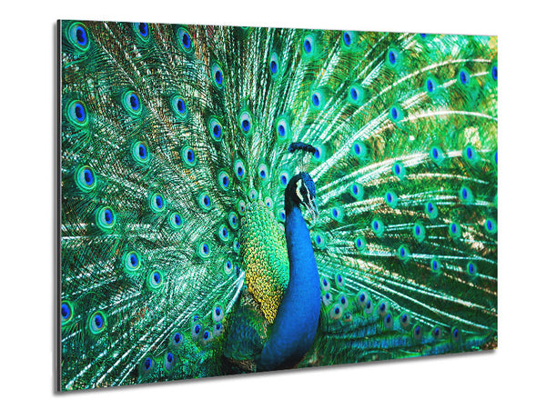 Peacock Feather Glory Metal Print