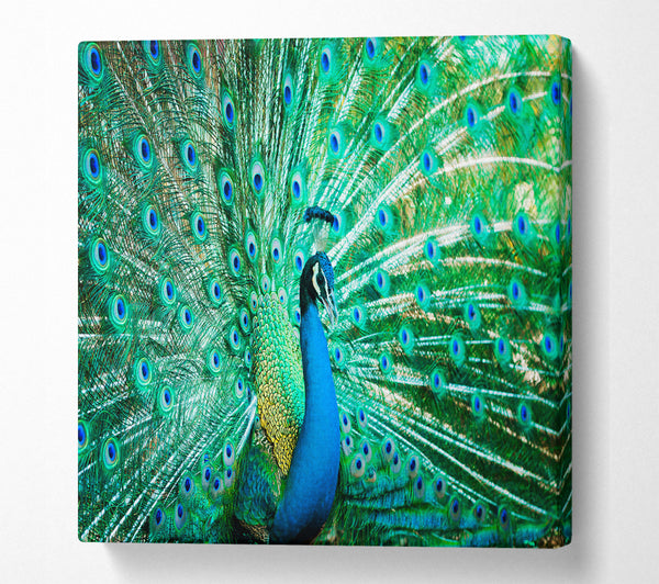 A Square Canvas Print Showing Peacock Feather Glory Square Wall Art