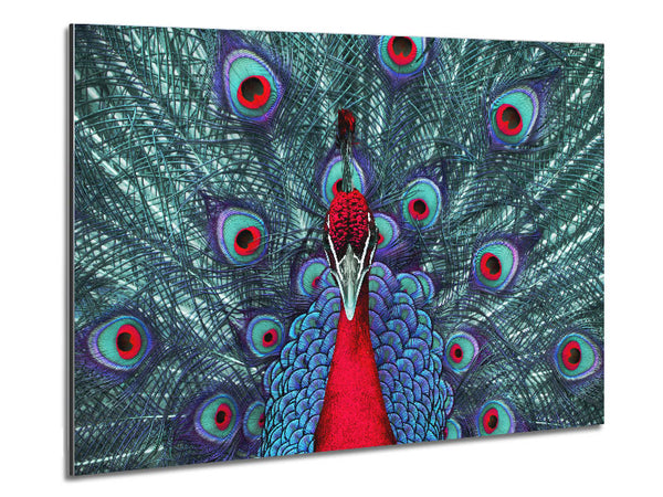 Peacock Beauty Metal Print