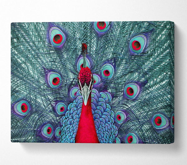 A Canvas Print of Peacock Beauty Canvas Wall Art