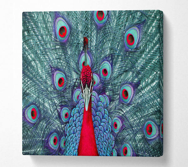 A Square Canvas Print Showing Peacock Beauty Square Wall Art