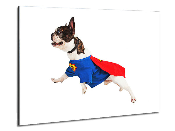 Super Dog Metal Print