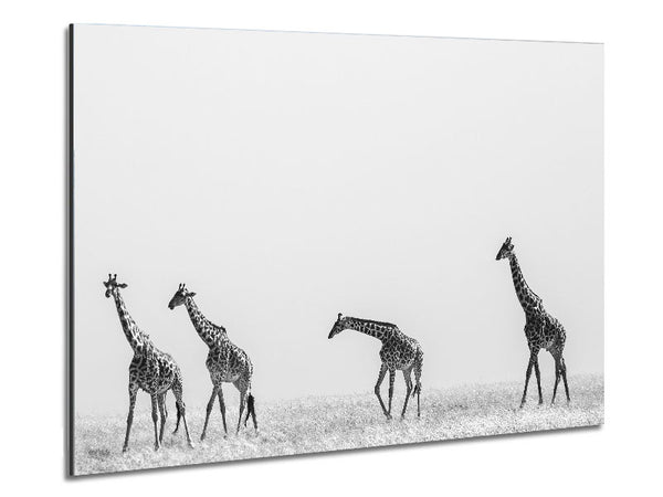 Giraffe Safari LineUp Metal Print