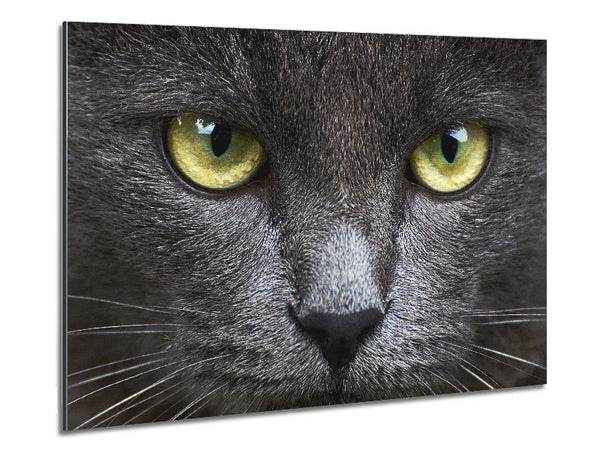 Smokey Grey Cat Metal Print