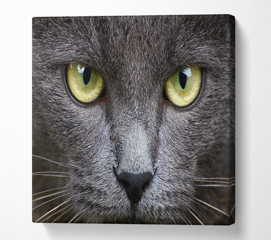 A Square Canvas Print Showing Smokey Grey Cat Square Wall Art