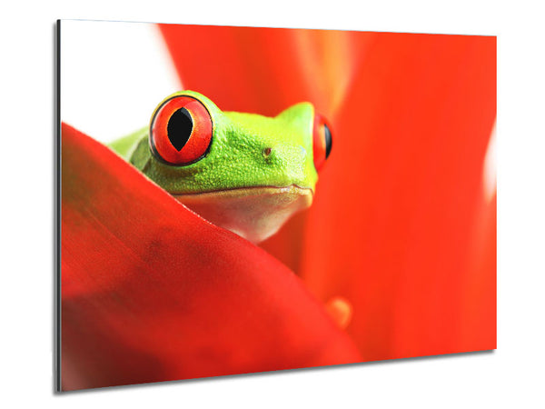 Red Leaf Frog Metal Print