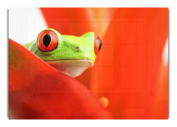 Roter Laubfrosch