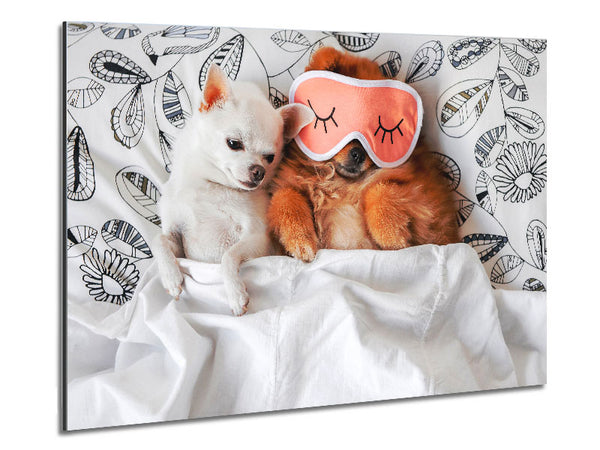 Chihuahua-Schlafenszeit-Hundeliebe