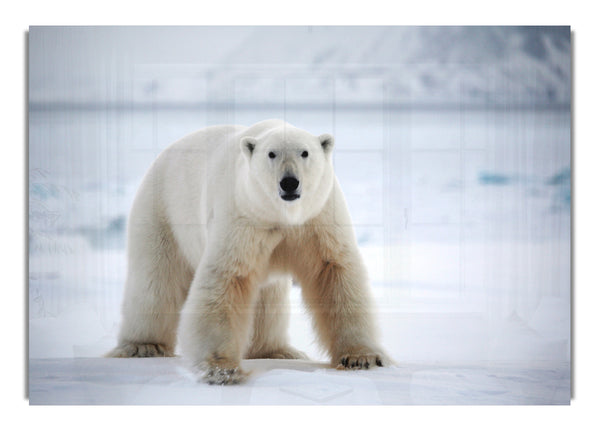 Eisbär Schnee