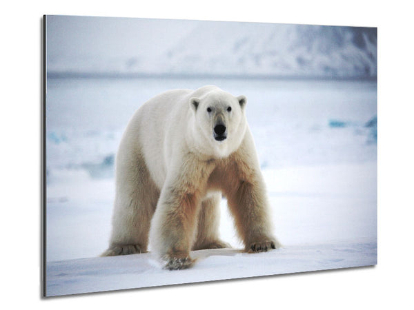 Polar Bear Snow Metal Print