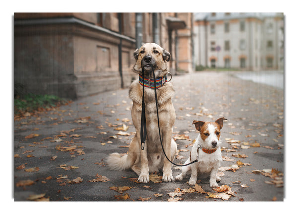 Hund Gassi gehen