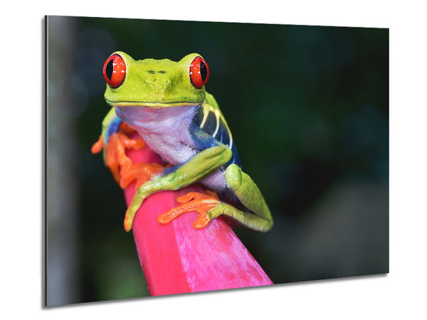 Here's Looking At You Frog Metal Print