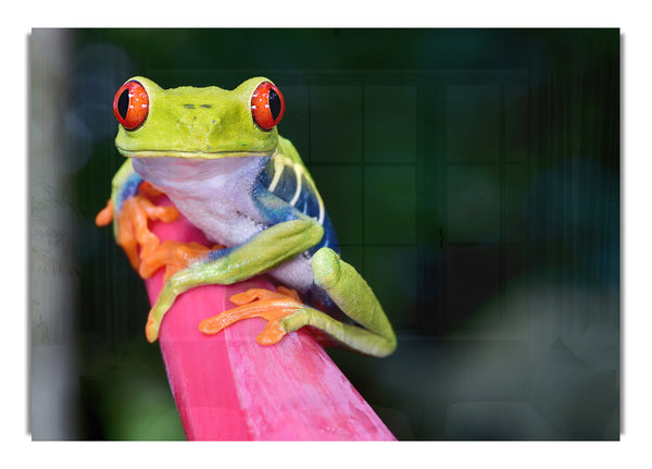 Hier schau ich dir an, Frosch