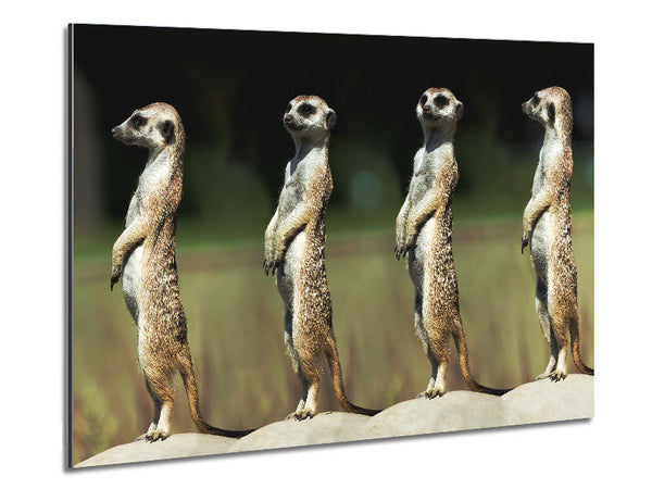 Meerkat Team Metal Print