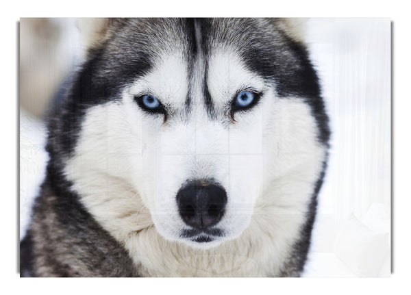 Husky Hund Schneegesicht