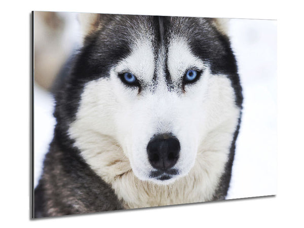 Husky Dog Snow Face Metal Print