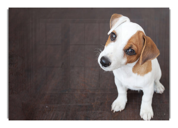 Neugieriger Jack Russell Welpe