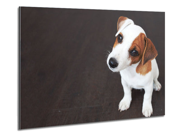 Inquisitive Dog Jack Russell Pup Metal Print