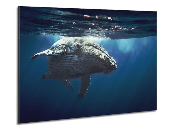 Humpback Whale Waters Metal Print